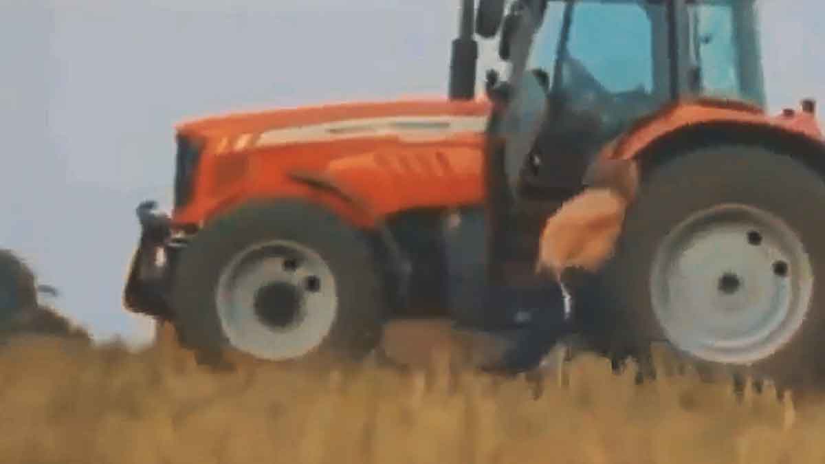 Traktorista skočí do zařízení na výrobu slaměných balíků...